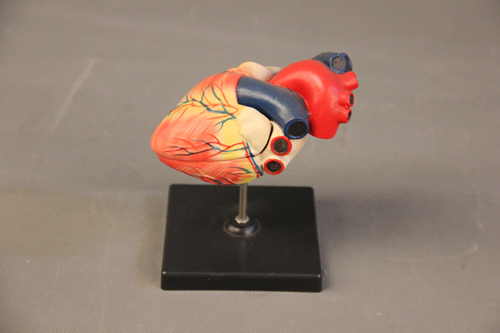 心脏解剖模型（三倍大）